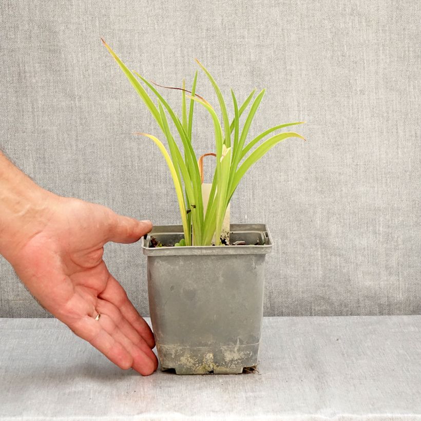 Exemplar von Hemerocallis Graces of Ganymede - Taglilie Topf mit 1L/1,5L wie im Sommer geliefert