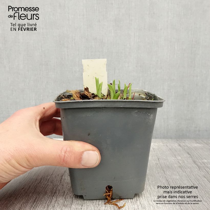 Exemplar von Hemerocallis Graces of Ganymede - Taglilie Topf mit 1L/1,5L wie im Winter geliefert