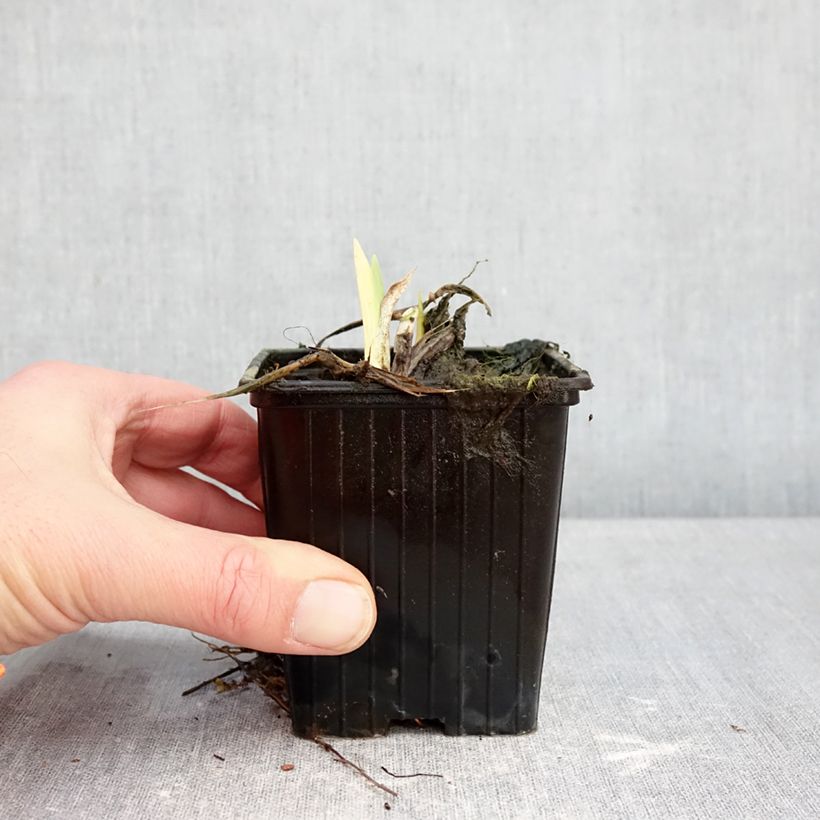 Exemplar von Hemerocallis Hot Wheels - Taglilie Kleine Töpfe von 8/9 cm wie im Winter geliefert