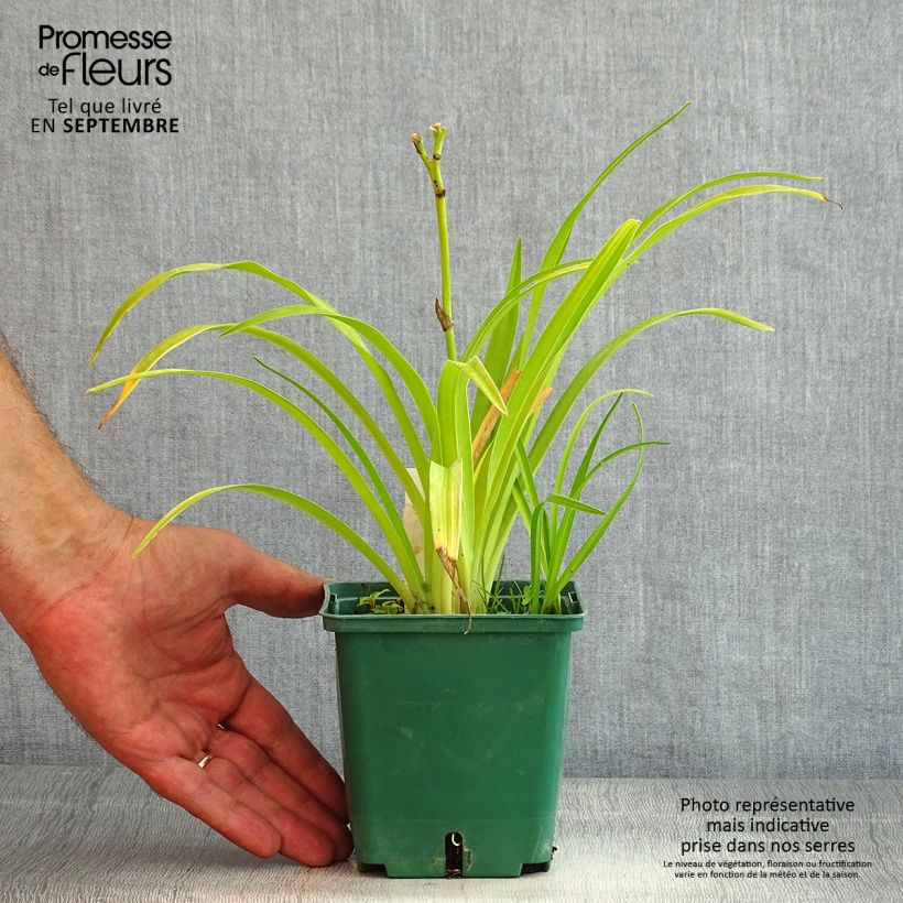 Exemplar von Hemerocallis Jason Salter - Taglilie Topf mit 1L/1,5L wie im Sommer geliefert