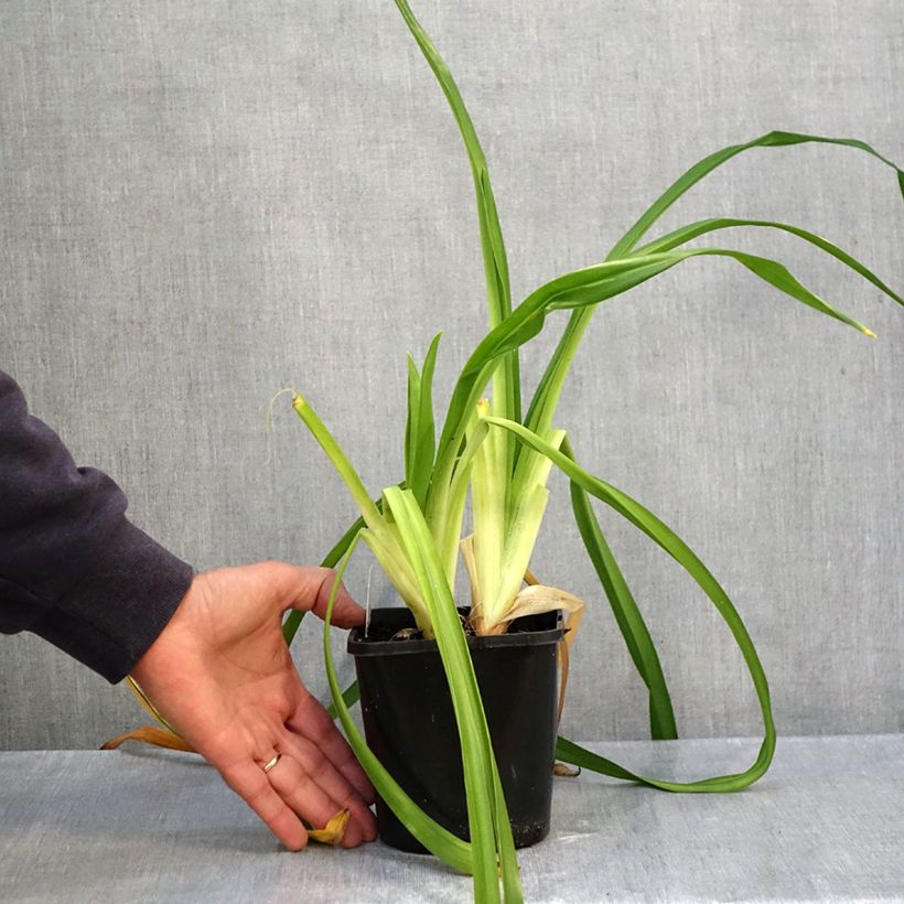 Exemplar von Hemerocallis Lacy Doily - Taglilie Topf mit 1L/1,5L wie im Herbst geliefert