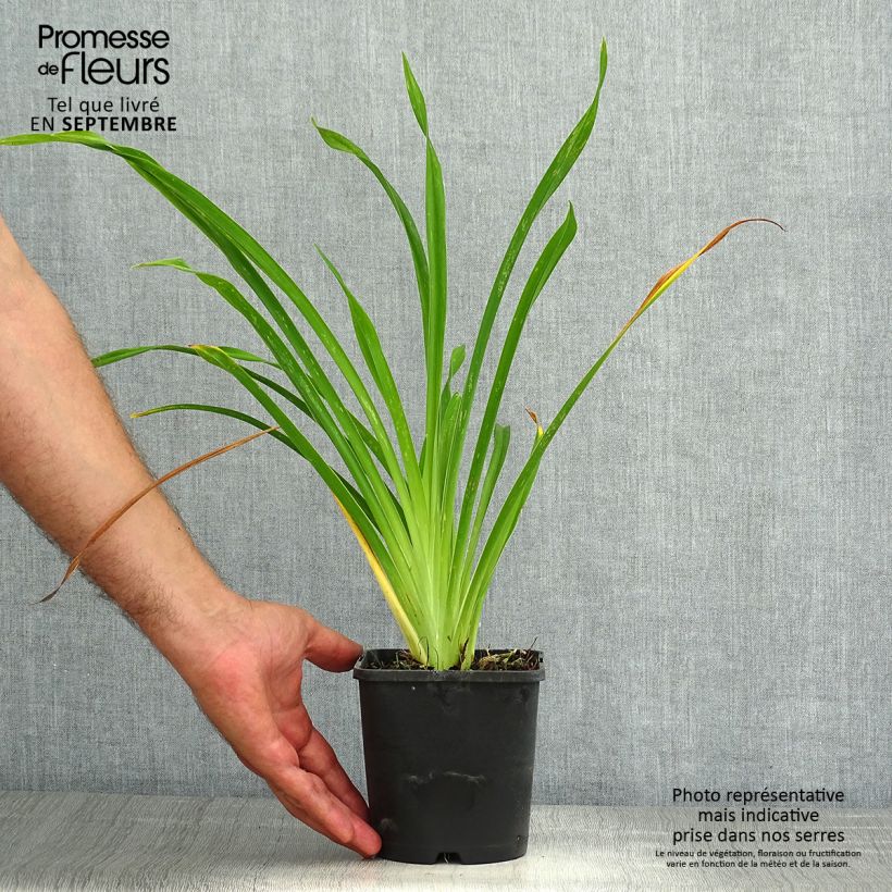 Exemplar von Hemerocallis Lacy Doily - Taglilie Topf mit 1L/1,5L wie im Sommer geliefert