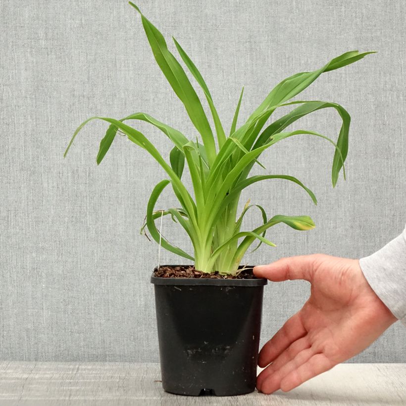 Exemplar von Hemerocallis Lacy Doily - Taglilie Topf mit 1L/1,5L wie im Frühjahr geliefert