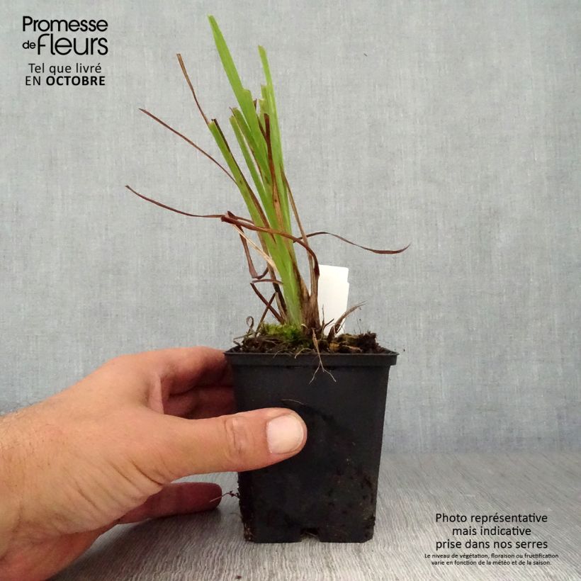 Exemplar von Hemerocallis lilioasphodelus - Taglilie Kleine Töpfe von 8/9 cm wie im Herbst geliefert