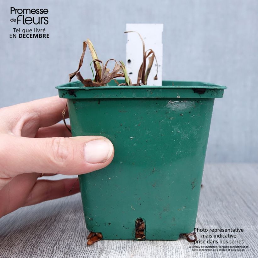 Exemplar von Hemerocallis Luxury Lace - Taglilie Topf mit 1L/1,5L wie im Winter geliefert