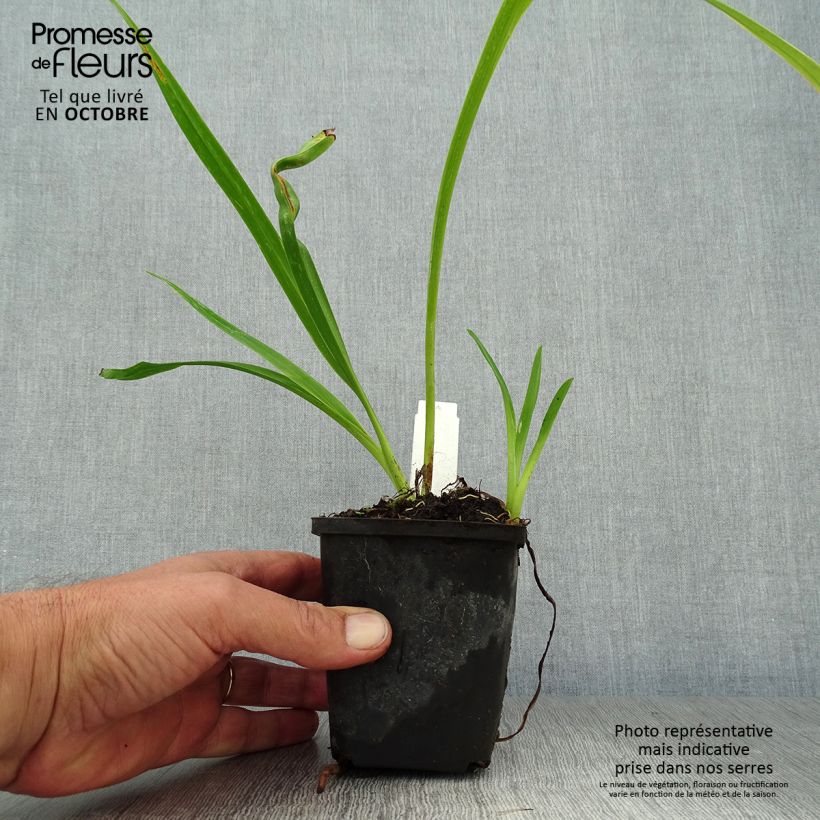 Exemplar von Hemerocallis Margaret Perry - Taglilie Kleine Töpfe von 8/9 cm wie im Herbst geliefert
