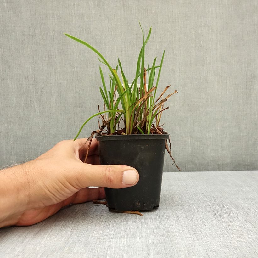 Exemplar von Hemerocallis Mauna Loa - Taglilie Kleine Töpfe von 8/9 cm wie im Sommer geliefert