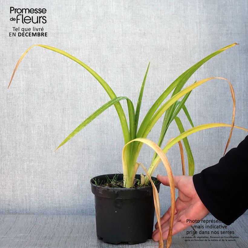 Exemplar von Hemerocallis Mildred Mitchell - Taglilie Topf mit 2L/3L wie im Herbst geliefert