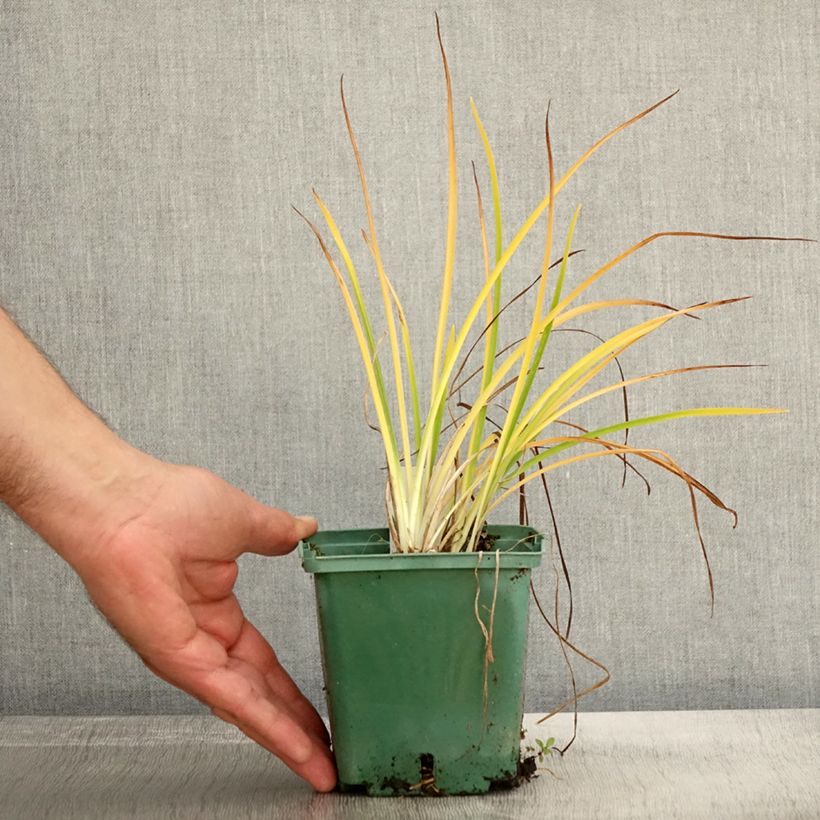 Exemplar von Hemerocallis Mini stella - Taglilie Topf mit 1L/1,5L wie im Herbst geliefert