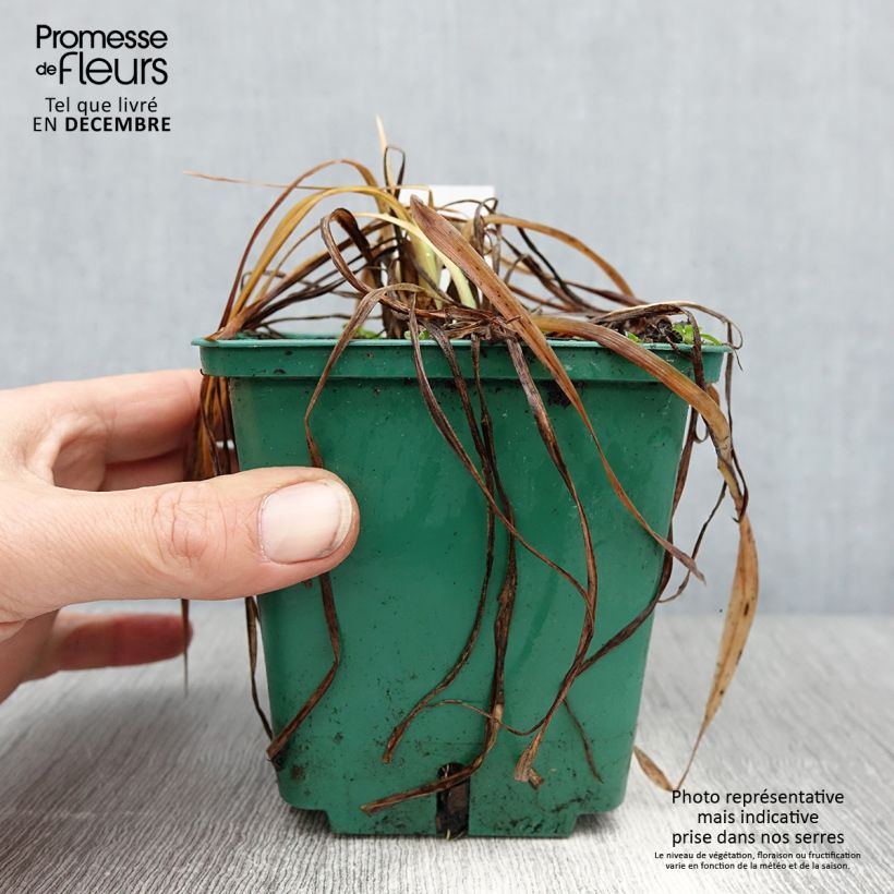 Exemplar von Hemerocallis Mini stella - Taglilie Topf mit 1L/1,5L wie im Winter geliefert