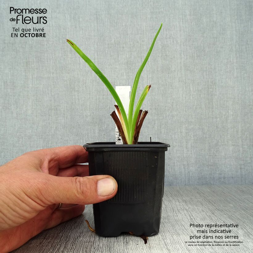 Exemplar von Hemerocallis Moonlight Masquerade - Taglilie Kleine Töpfe von 8/9 cm wie im Herbst geliefert