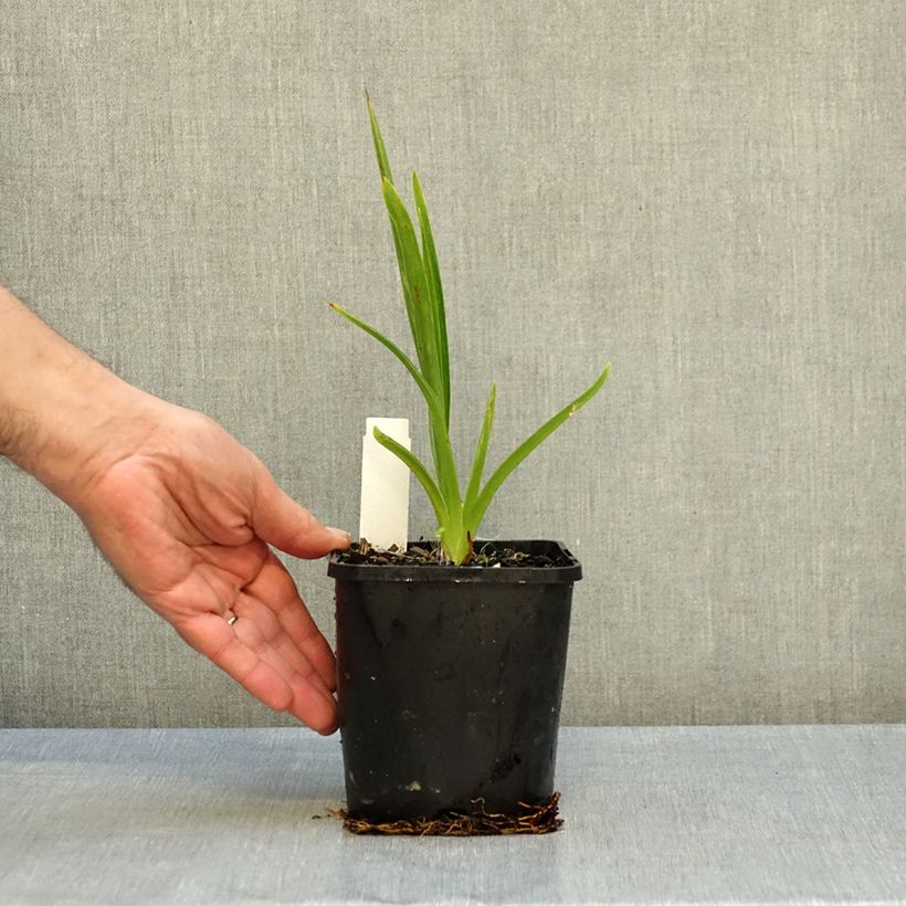 Exemplar von Hemerocallis Moonlight Masquerade - Taglilie Topf mit 1,5L/2L wie im Herbst geliefert