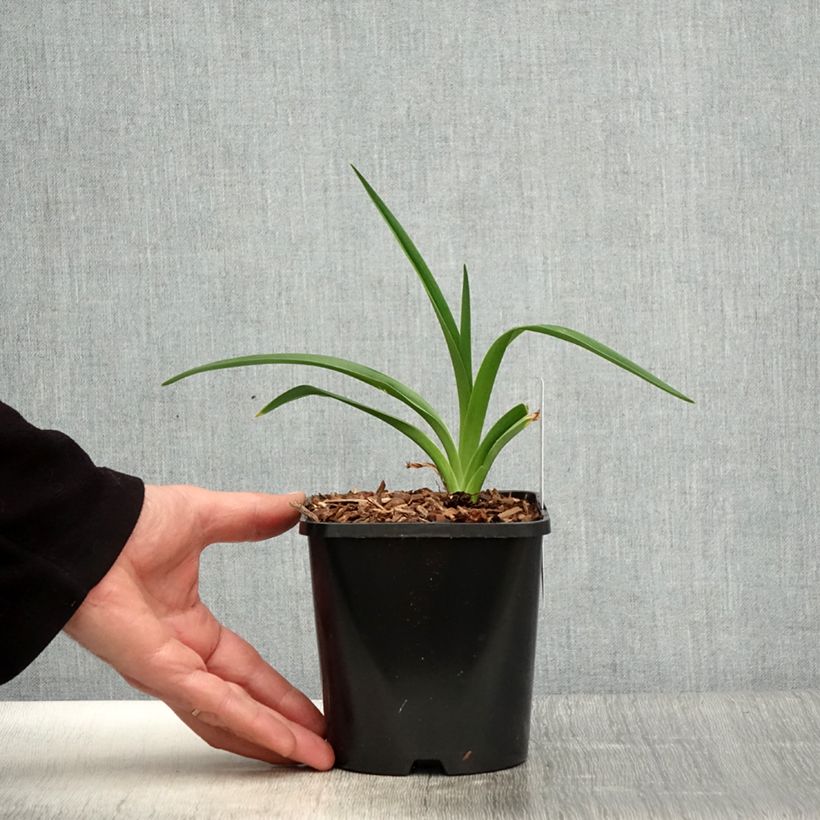 Exemplar von Hemerocallis Moonlight Masquerade - Taglilie Topf mit 1,5L/2L wie im Frühjahr geliefert