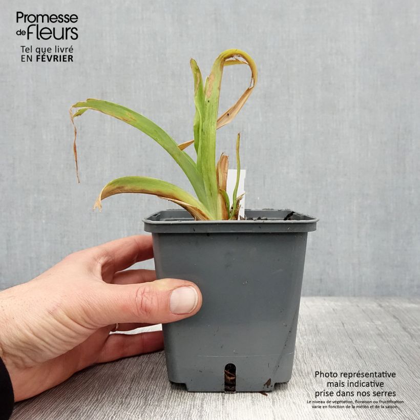 Exemplar von Hemerocallis Nagasaki - Taglilie Topf mit 1L/1,5L wie im Winter geliefert