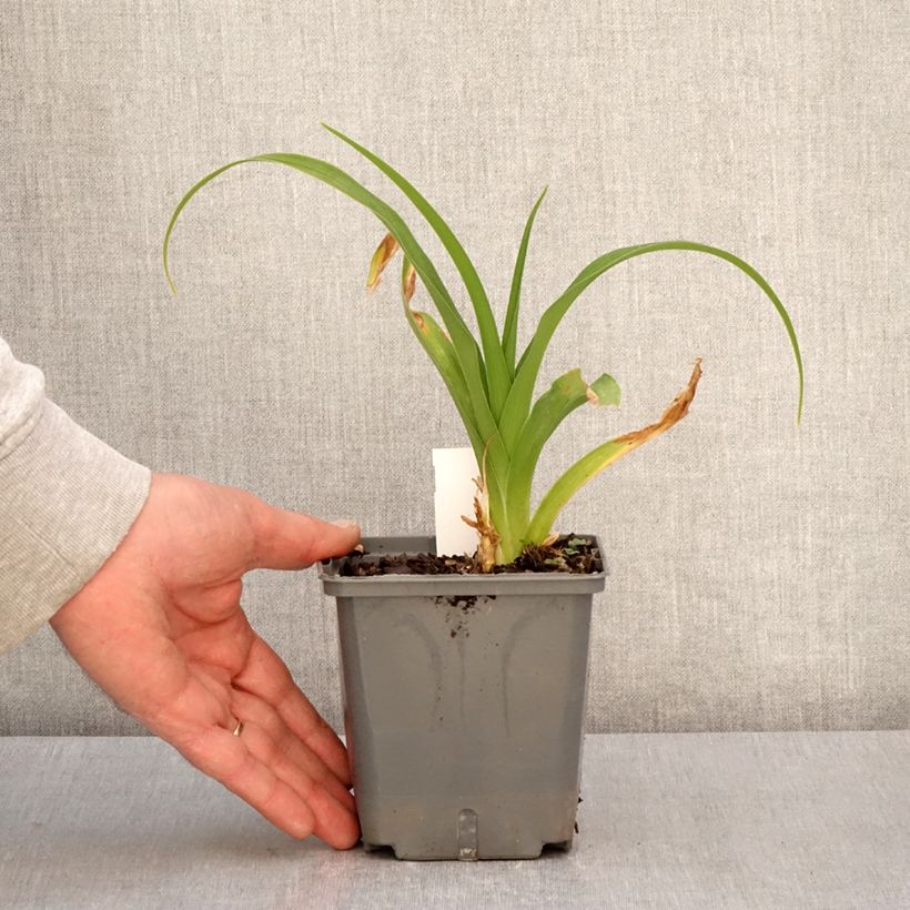 Exemplar von Hemerocallis Nagasaki - Taglilie Topf mit 1L/1,5L wie im Frühjahr geliefert