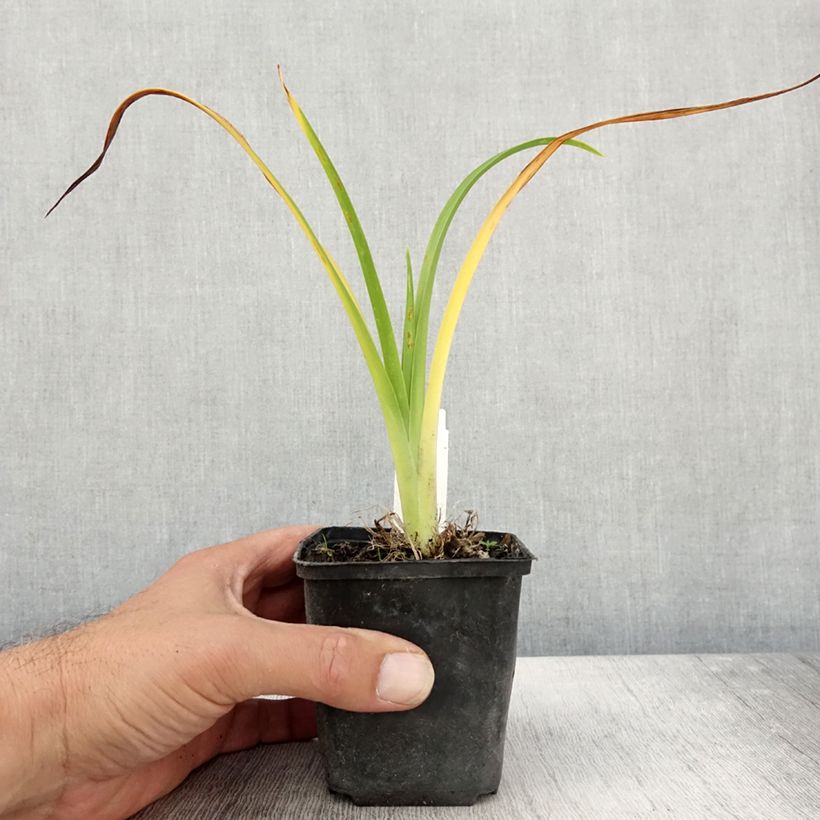 Exemplar von Hemerocallis Olive Bailey Langdon - Taglilie Kleine Töpfe von 8/9 cm wie im Herbst geliefert