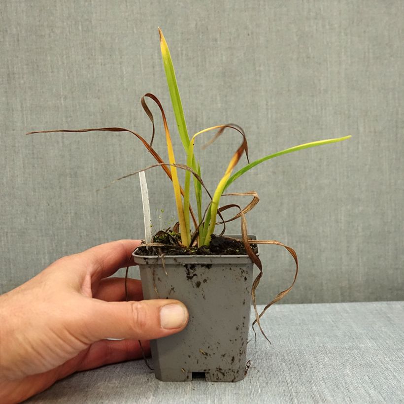 Exemplar von Hemerocallis On and On - Taglilie Kleine Töpfe von 8/9 cm wie im Herbst geliefert