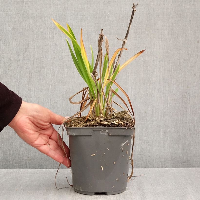 Exemplar von Hemerocallis On and On - Taglilie Topf mit 2L/3L wie im Herbst geliefert