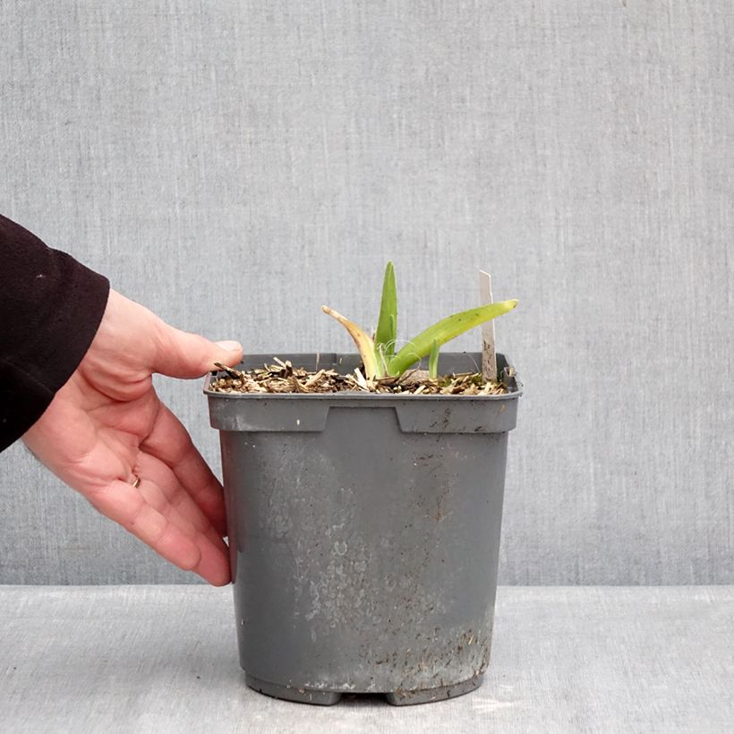 Exemplar von Hemerocallis On and On - Taglilie Topf mit 2L/3L wie im Winter geliefert