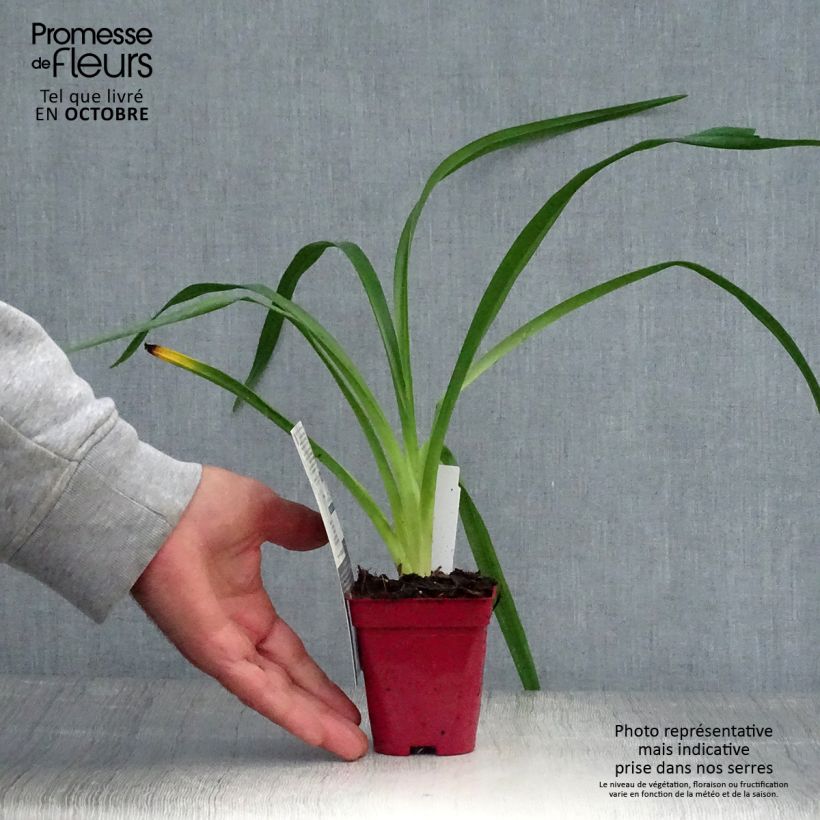Exemplar von Hemerocallis Orange Prelude - Taglilie Kleine Töpfe von 8/9 cm wie im Herbst geliefert