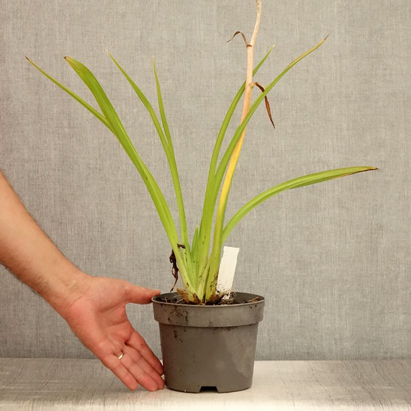 Exemplar von Hemerocallis Gentle Shepherd - Taglilie Topf mit 2L/3L wie im Sommer geliefert