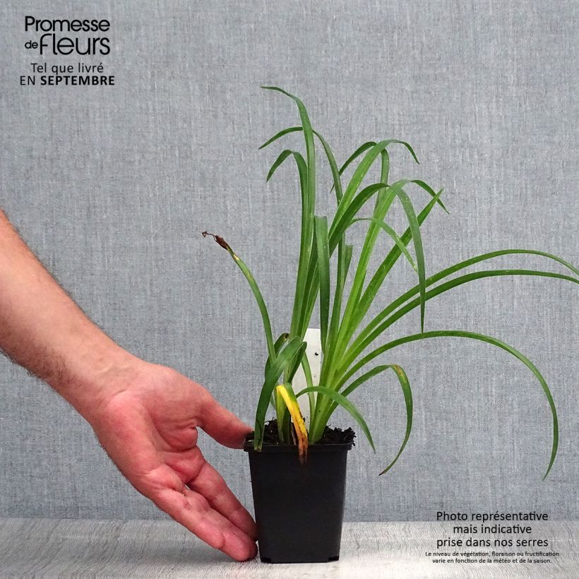 Exemplar von Hemerocallis Pandora's Box - Taglilie Kleine Töpfe von 8/9 cm wie im Sommer geliefert