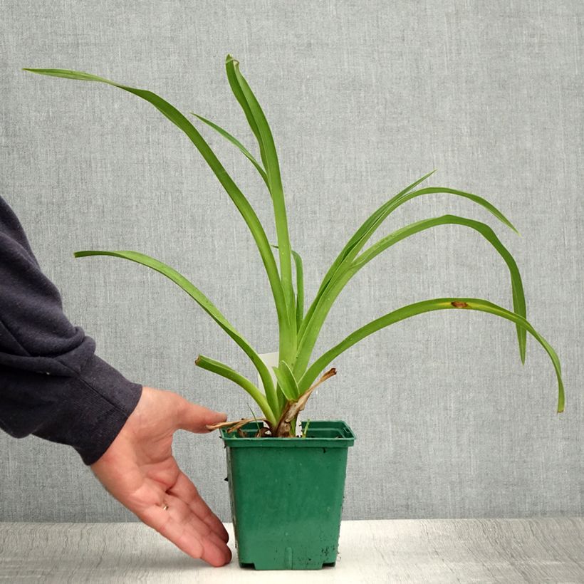 Exemplar von Hemerocallis Pandora's Box - Taglilie Topf mit 1L/1,5L wie im Sommer geliefert