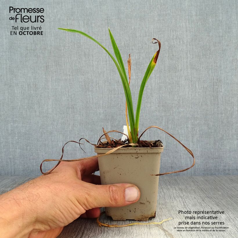 Exemplar von Hemerocallis Pardon Me - Taglilie Kleine Töpfe von 8/9 cm wie im Herbst geliefert