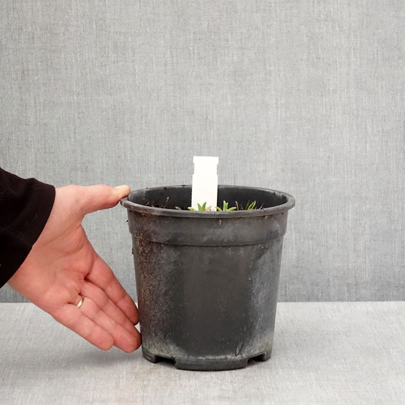 Exemplar von Hemerocallis Pardon Me - Taglilie Topf mit 2L/3L wie im Frühjahr geliefert