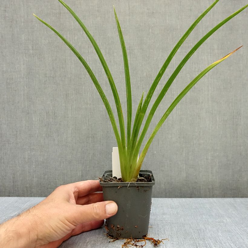 Exemplar von Hemerocallis Piano Man - Taglilie Kleine Töpfe von 8/9 cm wie im Herbst geliefert