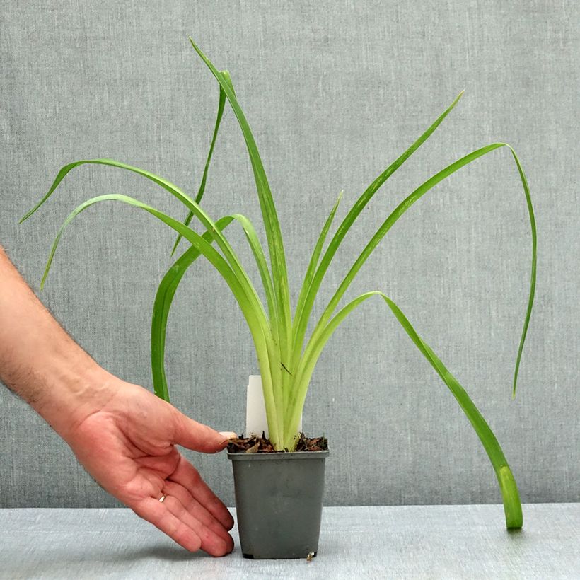 Exemplar von Hemerocallis Piano Man - Taglilie Kleine Töpfe von 8/9 cm wie im Sommer geliefert