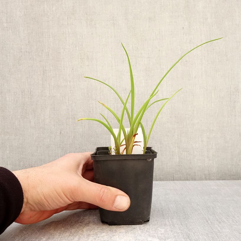 Exemplar von Hemerocallis Piano Man - Taglilie Kleine Töpfe von 8/9 cm wie im Frühjahr geliefert