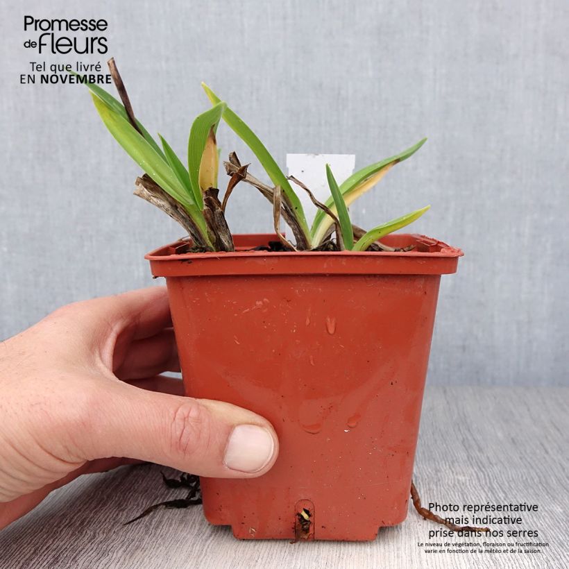Exemplar von Hemerocallis Piano Man - Taglilie Topf mit 1L/1,5L wie im Herbst geliefert