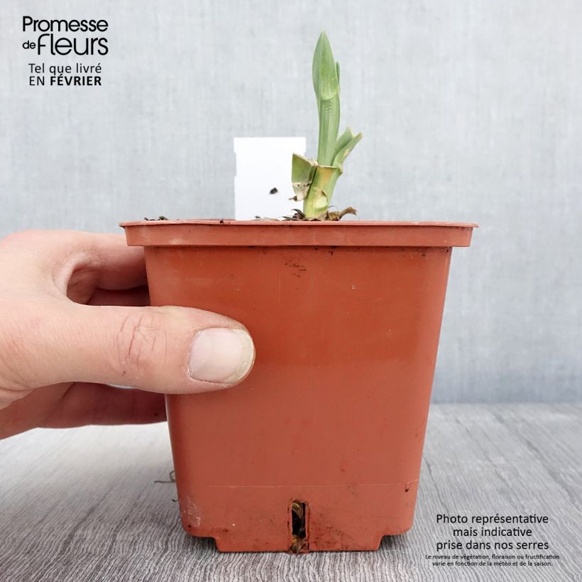 Exemplar von Hemerocallis Poogie - Taglilie Topf mit 1L/1,5L wie im Winter geliefert