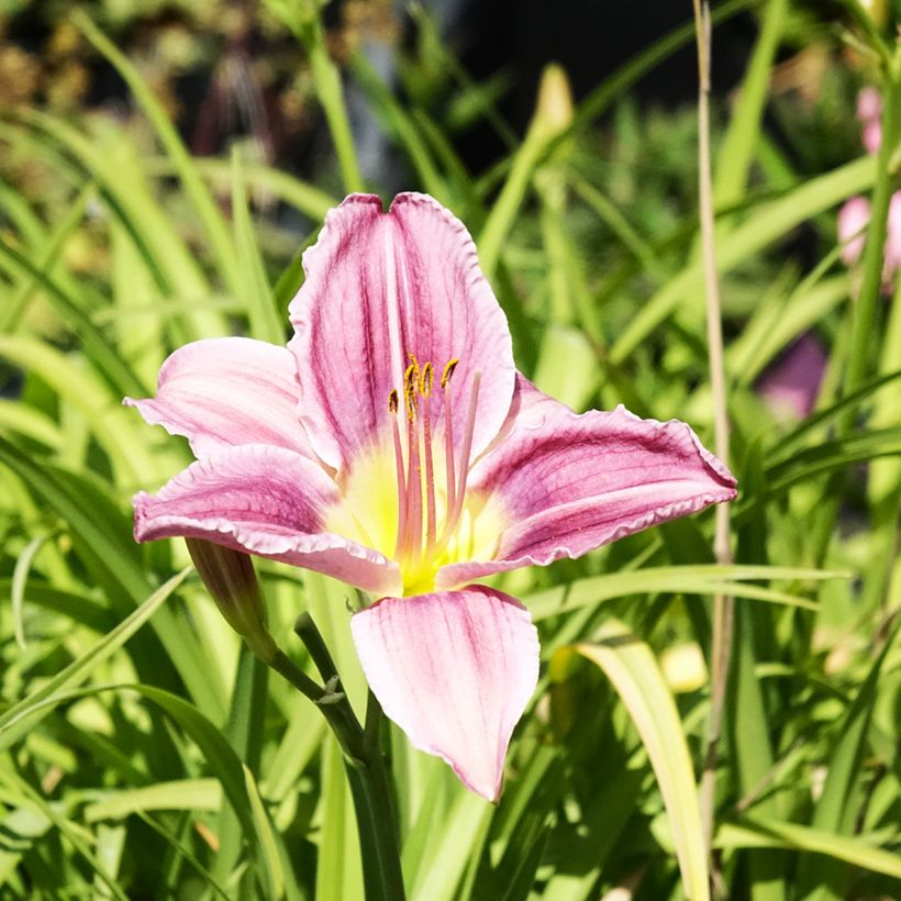 Hemerocallis Prairie Blue Eyes - Taglilie (Blüte)