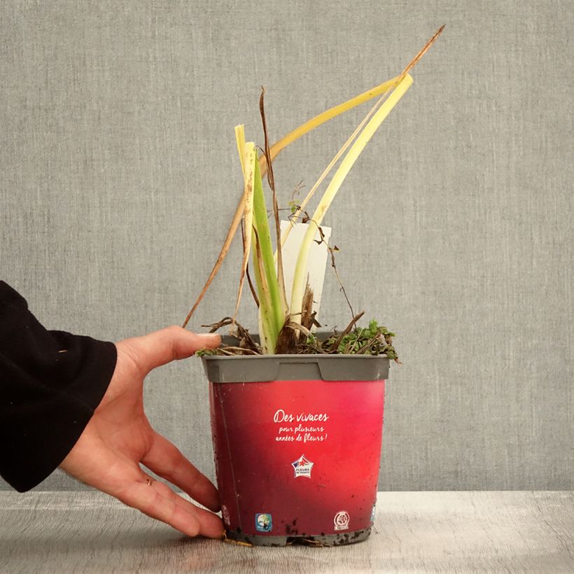 Exemplar von Hemerocallis Red Rum - Taglilie Topf mit 2L/3L wie im Herbst geliefert