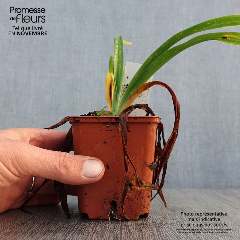 Exemplar von Hemerocallis Roswitha - Taglilie Kleine Töpfe von 8/9 cm wie im Herbst geliefert
