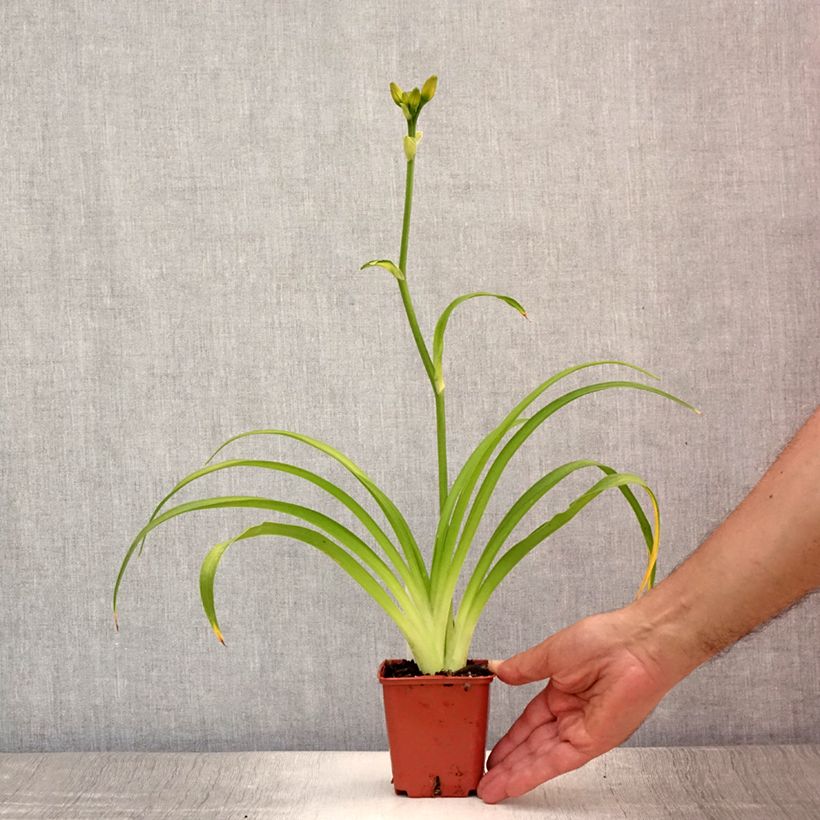Exemplar von Hemerocallis Roswitha - Taglilie Kleine Töpfe von 8/9 cm wie im Sommer geliefert