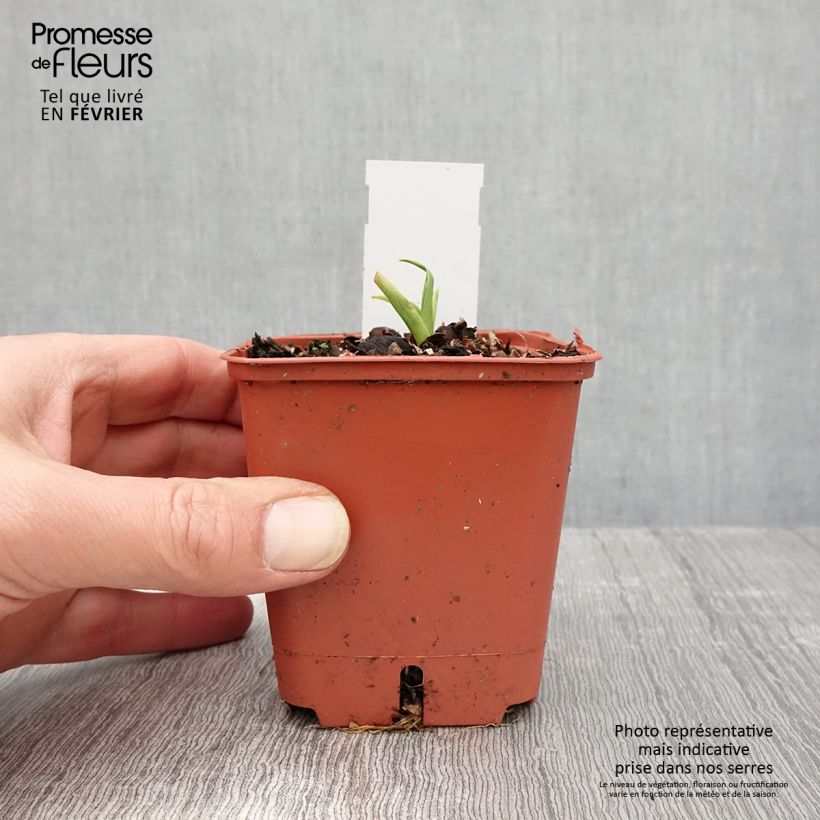 Exemplar von Hemerocallis Roswitha - Taglilie Kleine Töpfe von 8/9 cm wie im Winter geliefert