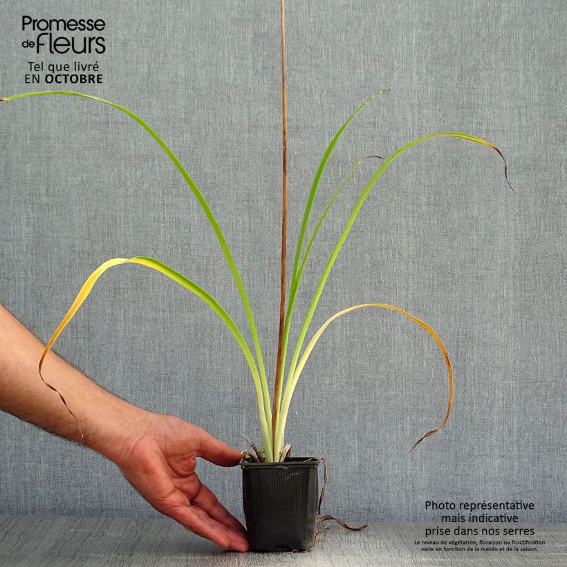 Exemplar von Hemerocallis Shooting Star - Taglilie Kleine Töpfe von 8/9 cm wie im Herbst geliefert