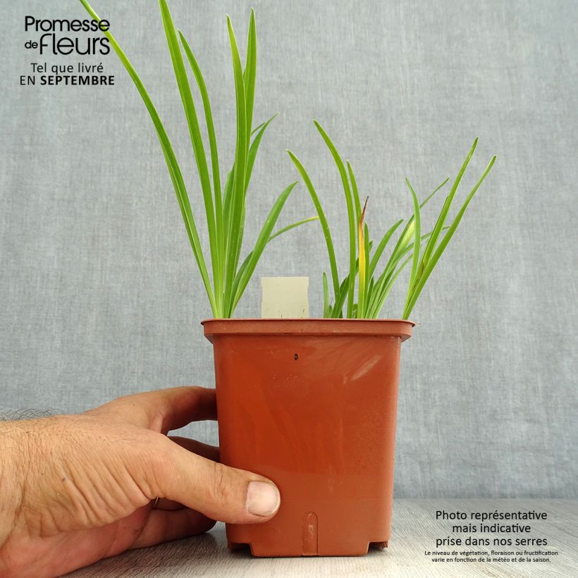 Exemplar von Hemerocallis Siloam Double Classic - Taglilie Topf mit 1L/1,5L wie im Sommer geliefert