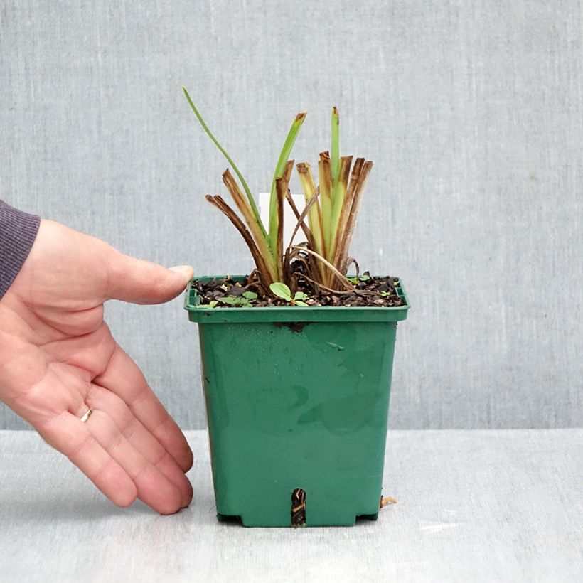 Exemplar von Hemerocallis Siloam Virginia Henson - Taglilie Topf mit 1L/1,5L wie im Herbst geliefert