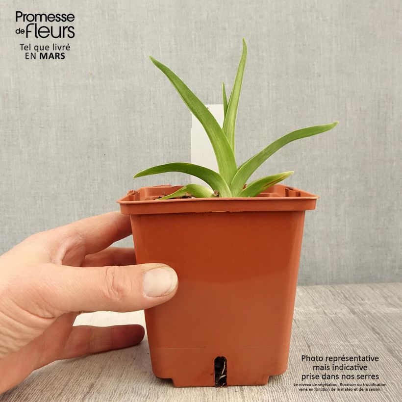 Exemplar von Hemerocallis Siloam Virginia Henson - Taglilie Topf mit 1L/1,5L wie im Frühjahr geliefert