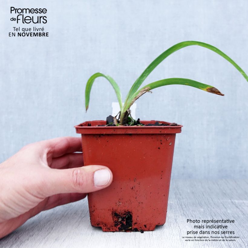 Exemplar von Hemerocallis Snowy Eyes - Taglilie Topf mit 1L/1,5L wie im Herbst geliefert