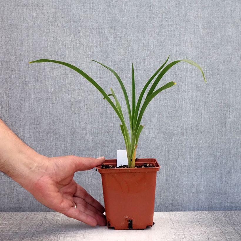Exemplar von Hemerocallis Snowy Eyes - Taglilie Topf mit 1L/1,5L wie im Sommer geliefert