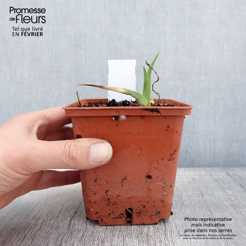 Exemplar von Hemerocallis Startle - Taglilie Topf mit 1L/1,5L wie im Winter geliefert