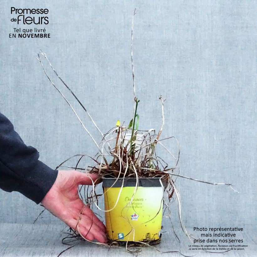 Exemplar von Hemerocallis Stella de Oro - Taglilie Topf mit 2L/3L wie im Herbst geliefert