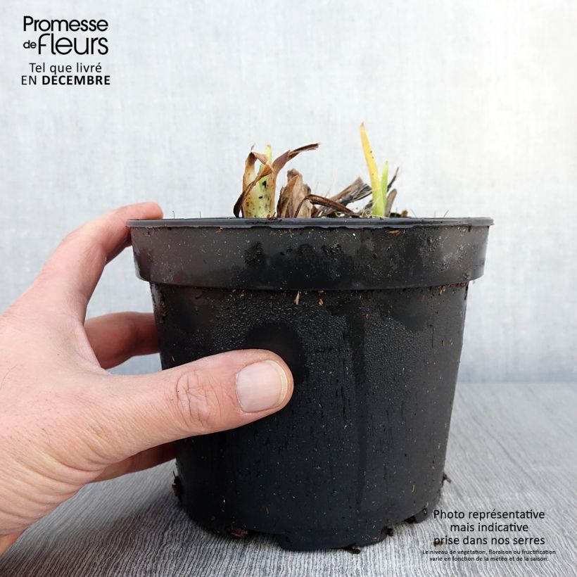 Exemplar von Hemerocallis White Temptation - Taglilie Topf mit 2L/3L wie im Herbst geliefert