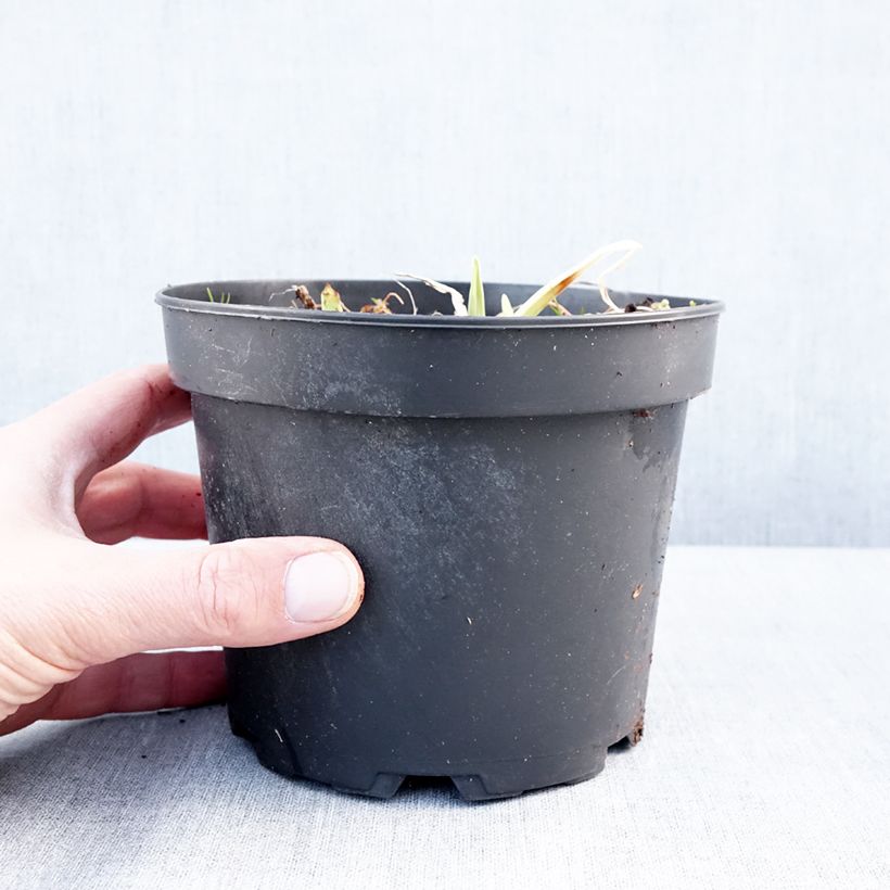 Exemplar von Hemerocallis White Temptation - Taglilie Topf mit 2L/3L wie im Winter geliefert