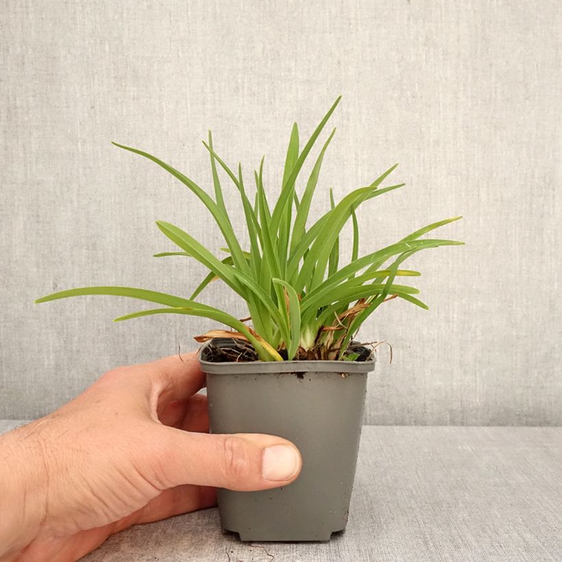 Exemplar von Hemerocallis Everydaylily Rose - Taglilie Kleine Töpfe von 8/9 cm wie im Frühjahr geliefert